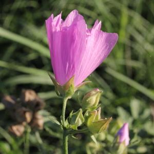 Malva alcea L. subsp. alcea (Mauve alcée)