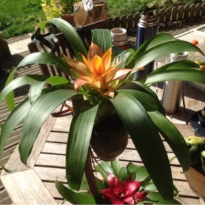  - Bromeliaceae 