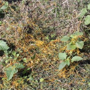 Photographie n°678007 du taxon Cuscuta campestris Yunck.