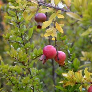 Photographie n°678011 du taxon Punica granatum L. [1753]