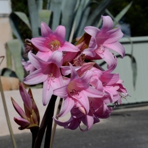 Photographie n°678026 du taxon Amaryllis belladonna L. [1753]