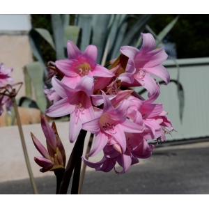 Brunsvigia rosea (Lam.) Hannibal (Amaryllis)