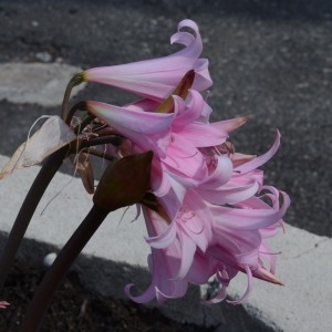 Photographie n°678028 du taxon Amaryllis belladonna L. [1753]