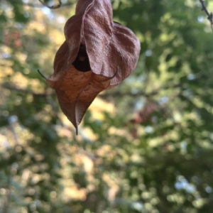 Photographie n°678033 du taxon Koelreuteria paniculata Laxm. [1772]