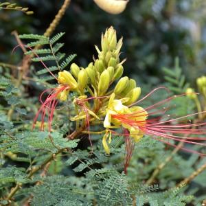 Photographie n°678049 du taxon Caesalpinia gilliesii (Wall. ex Hook.) D.Dietr. [1840]