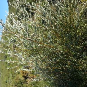 Photographie n°678053 du taxon Salix L. [1753]