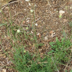 Photographie n°678079 du taxon Cephalaria leucantha (L.) Schrad. ex Roem. & Schult. [1818]