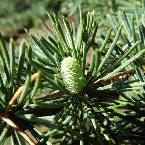 Photographie n°678087 du taxon Cedrus atlantica (Manetti ex Endl.) Carrière [1855]