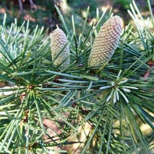 Photographie n°678089 du taxon Cedrus atlantica (Manetti ex Endl.) Carrière [1855]