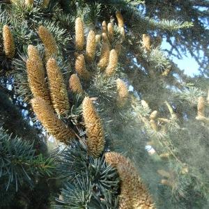 Photographie n°678092 du taxon Cedrus atlantica (Manetti ex Endl.) Carrière [1855]