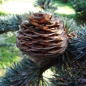 Photographie n°678094 du taxon Cedrus atlantica (Manetti ex Endl.) Carrière [1855]