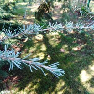 Photographie n°678095 du taxon Cedrus atlantica (Manetti ex Endl.) Carrière [1855]