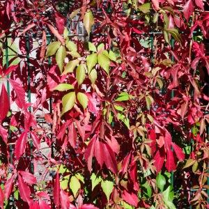 Photographie n°678105 du taxon Parthenocissus quinquefolia (L.) Planch. [1887]