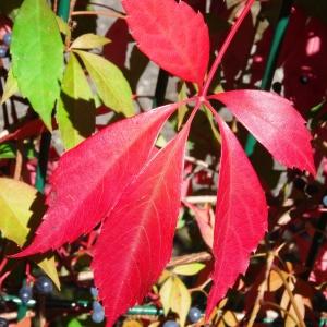 Photographie n°678108 du taxon Parthenocissus quinquefolia (L.) Planch. [1887]