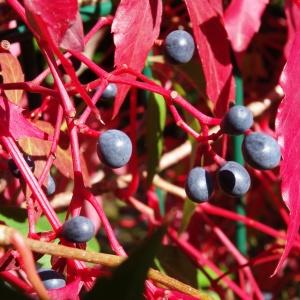 Photographie n°678109 du taxon Parthenocissus quinquefolia (L.) Planch. [1887]