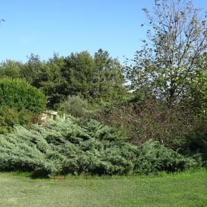 Photographie n°678114 du taxon Juniperus horizontalis Moench