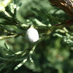 Photographie n°678118 du taxon Juniperus horizontalis Moench