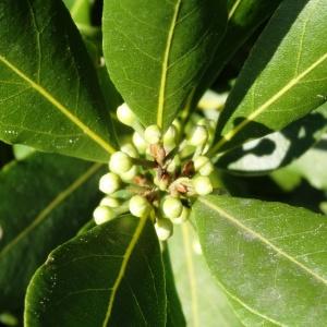 Photographie n°678132 du taxon Laurus nobilis L. [1753]