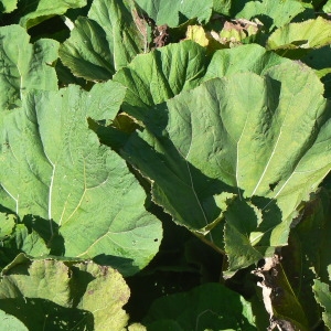 Photographie n°678174 du taxon Petasites hybridus (L.) G.Gaertn., B.Mey. & Scherb. [1801]
