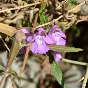 Photographie n°678202 du taxon Galeopsis ladanum L. [1753]