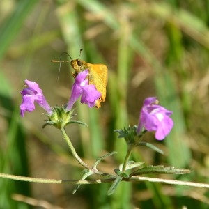 Photographie n°678204 du taxon Galeopsis ladanum L. [1753]