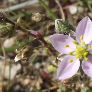 Photographie n°678232 du taxon Spergularia media (L.) C.Presl [1826]