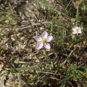 Photographie n°678234 du taxon Spergularia media (L.) C.Presl [1826]