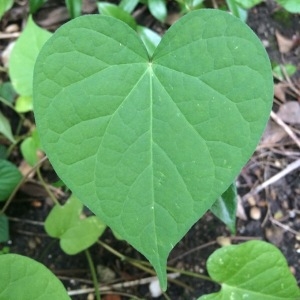 Photographie n°678305 du taxon Ipomoea purpurea (L.) Roth [1787]