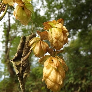 Photographie n°678315 du taxon Humulus lupulus L. [1753]