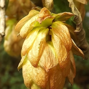 Photographie n°678316 du taxon Humulus lupulus L. [1753]