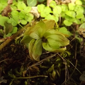 Photographie n°678318 du taxon Humulus lupulus L. [1753]