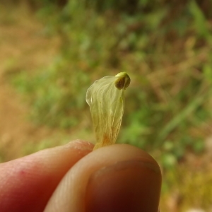 Photographie n°678319 du taxon Humulus lupulus L. [1753]