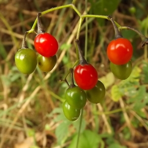 Photographie n°678329 du taxon Solanum dulcamara L. [1753]