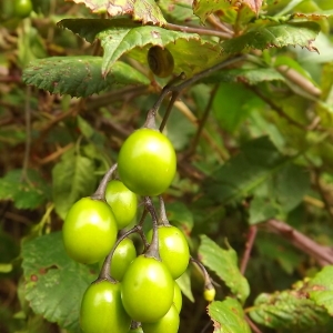 Photographie n°678333 du taxon Solanum dulcamara L. [1753]