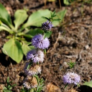 Photographie n°678386 du taxon Mentha cervina L. [1753]