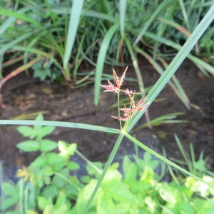 Photographie n°678439 du taxon Cyperus longus L. [1753]