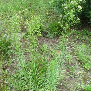 Photographie n°678446 du taxon Erigeron canadensis L. [1753]