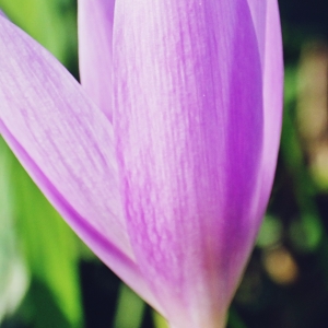 Photographie n°678548 du taxon Colchicum autumnale L. [1753]