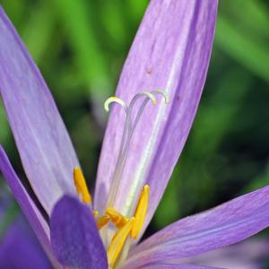 Photographie n°678550 du taxon Colchicum autumnale L. [1753]