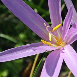 Photographie n°678551 du taxon Colchicum autumnale L. [1753]