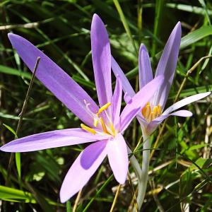 Photographie n°678552 du taxon Colchicum autumnale L. [1753]