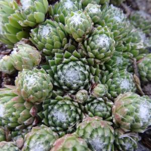 Photographie n°678554 du taxon Sempervivum arachnoideum var. arachnoideum