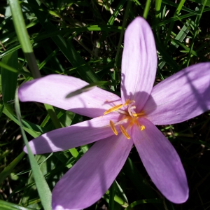 Photographie n°678555 du taxon Colchicum autumnale L. [1753]