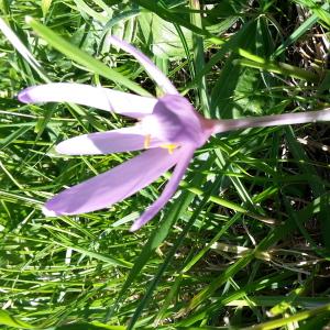 Photographie n°678556 du taxon Colchicum autumnale L. [1753]