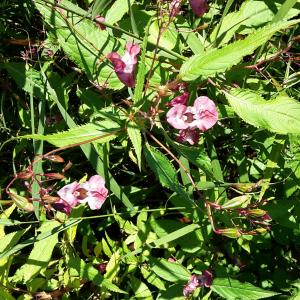 Photographie n°678607 du taxon Impatiens glandulifera Royle [1833]