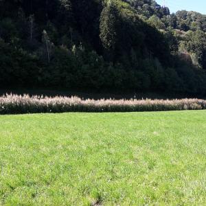 Photographie n°678619 du taxon Phragmites australis (Cav.) Trin. ex Steud.