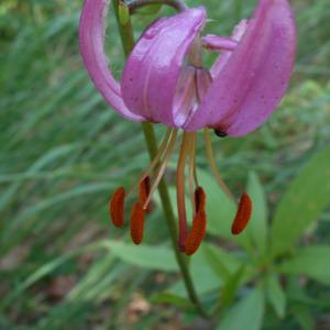 Photographie n°678753 du taxon Lilium martagon L.