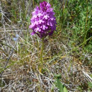 Photographie n°678755 du taxon Anacamptis pyramidalis (L.) Rich. [1817]