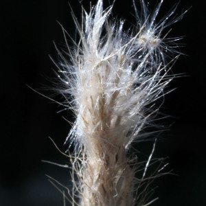 Photographie n°678795 du taxon Bothriochloa barbinodis (Lag.) Herter [1940]