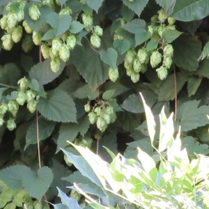 Photographie n°678840 du taxon Humulus lupulus L. [1753]